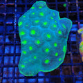 Chalice Coral AA003 | Echinophyllia aspera