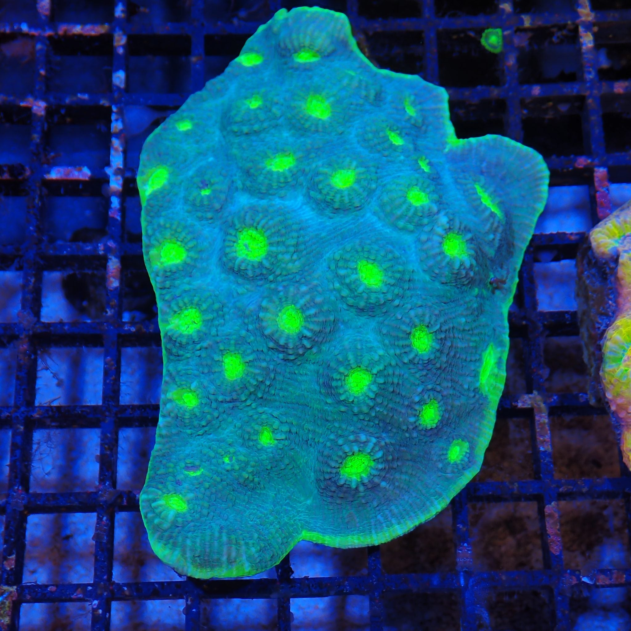 Chalice Coral AA003 | Echinophyllia aspera
