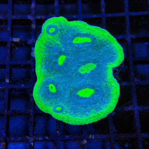Chalice Coral AA004 | Echinophyllia aspera