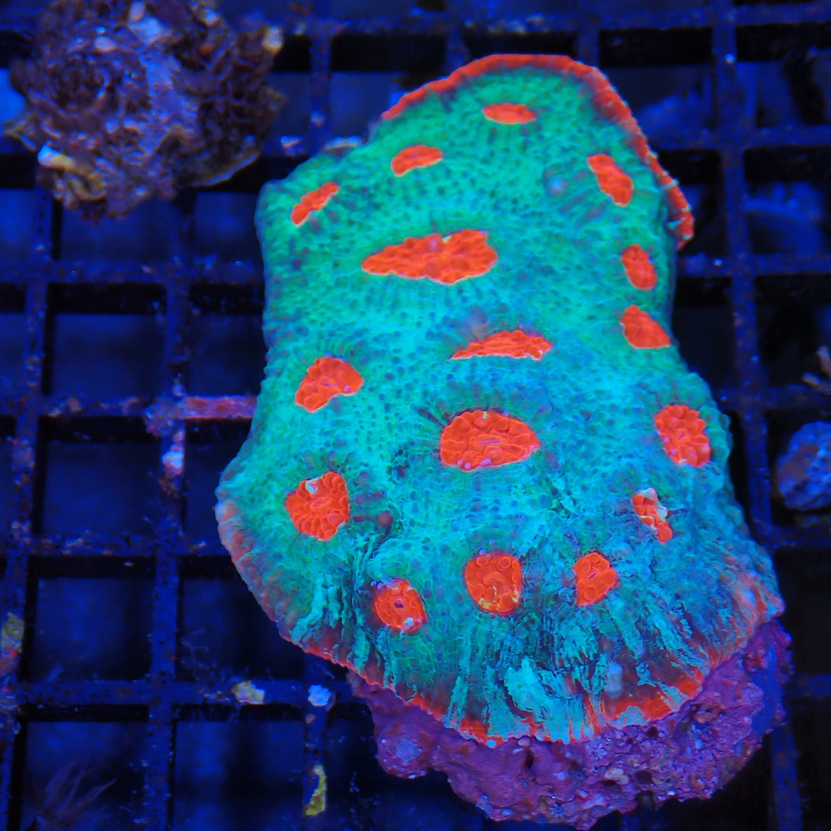 Chalice Coral AA005 | Echinophyllia aspera