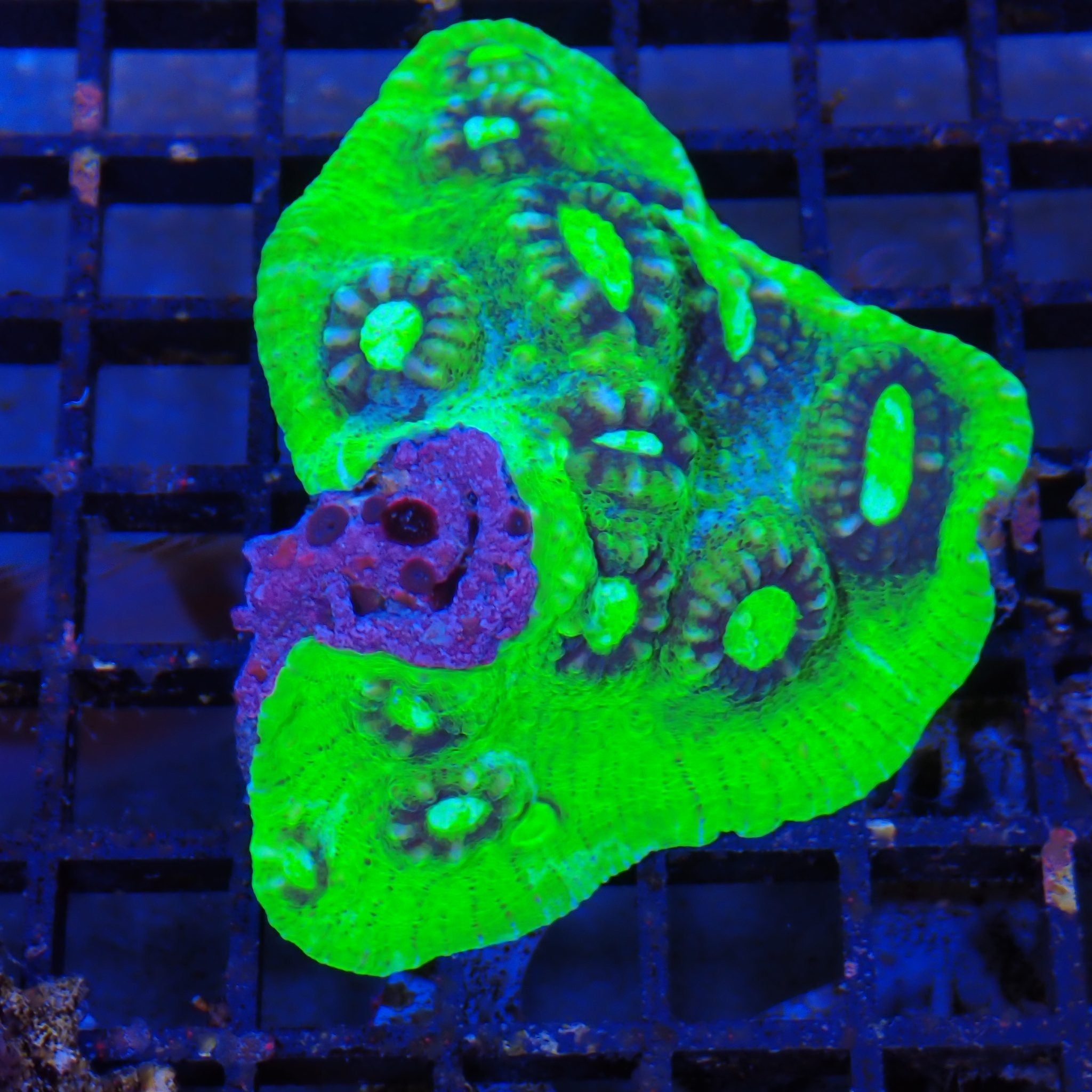Chalice Coral AA006 | Echinophyllia aspera