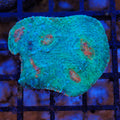 Chalice Coral AA007 | Echinophyllia aspera