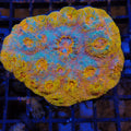 Chalice Coral AA008 | Echinophyllia aspera