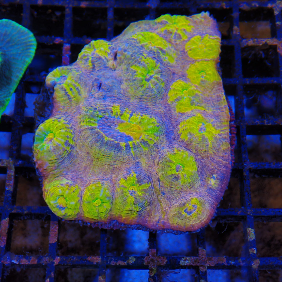 Chalice Coral AA009 | Echinophyllia aspera