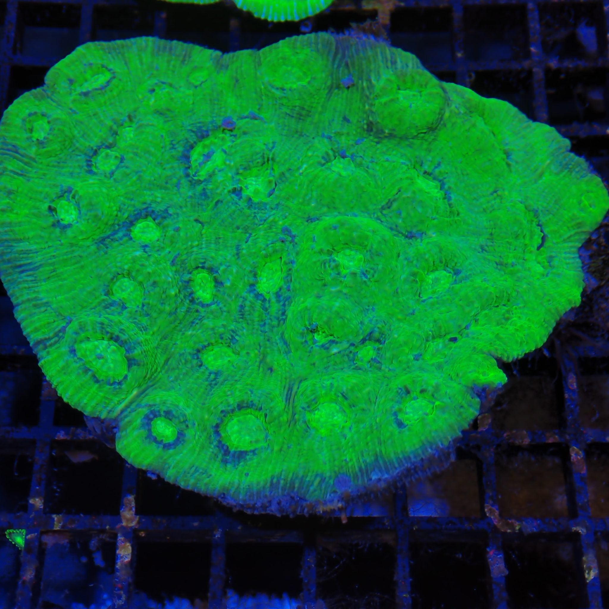 Chalice Coral AA010 | Echinophyllia aspera