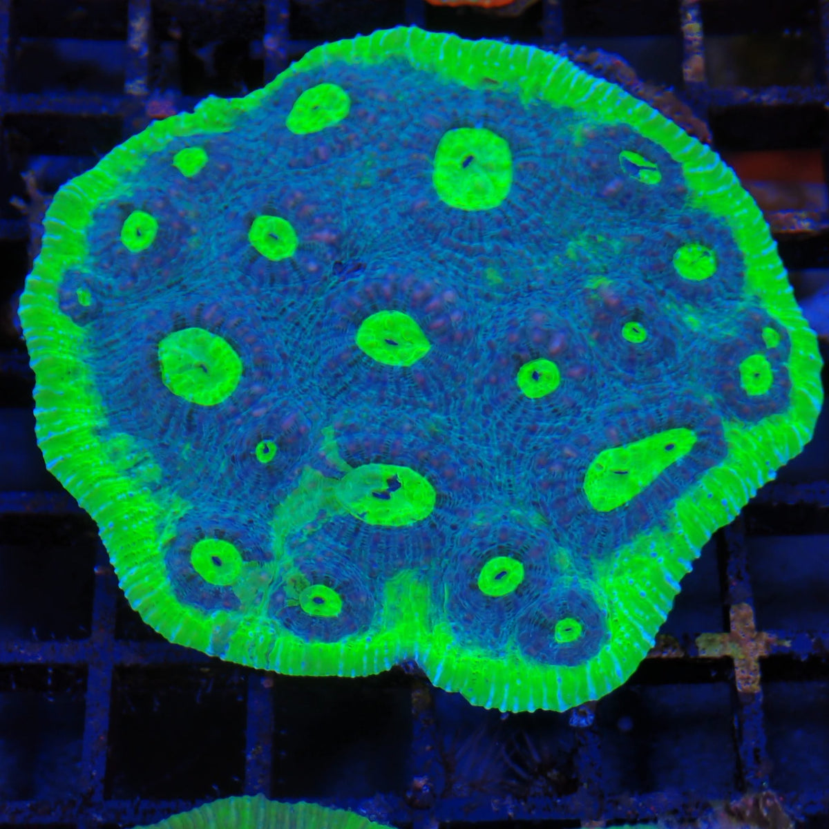 Chalice Coral AA011 | Echinophyllia aspera