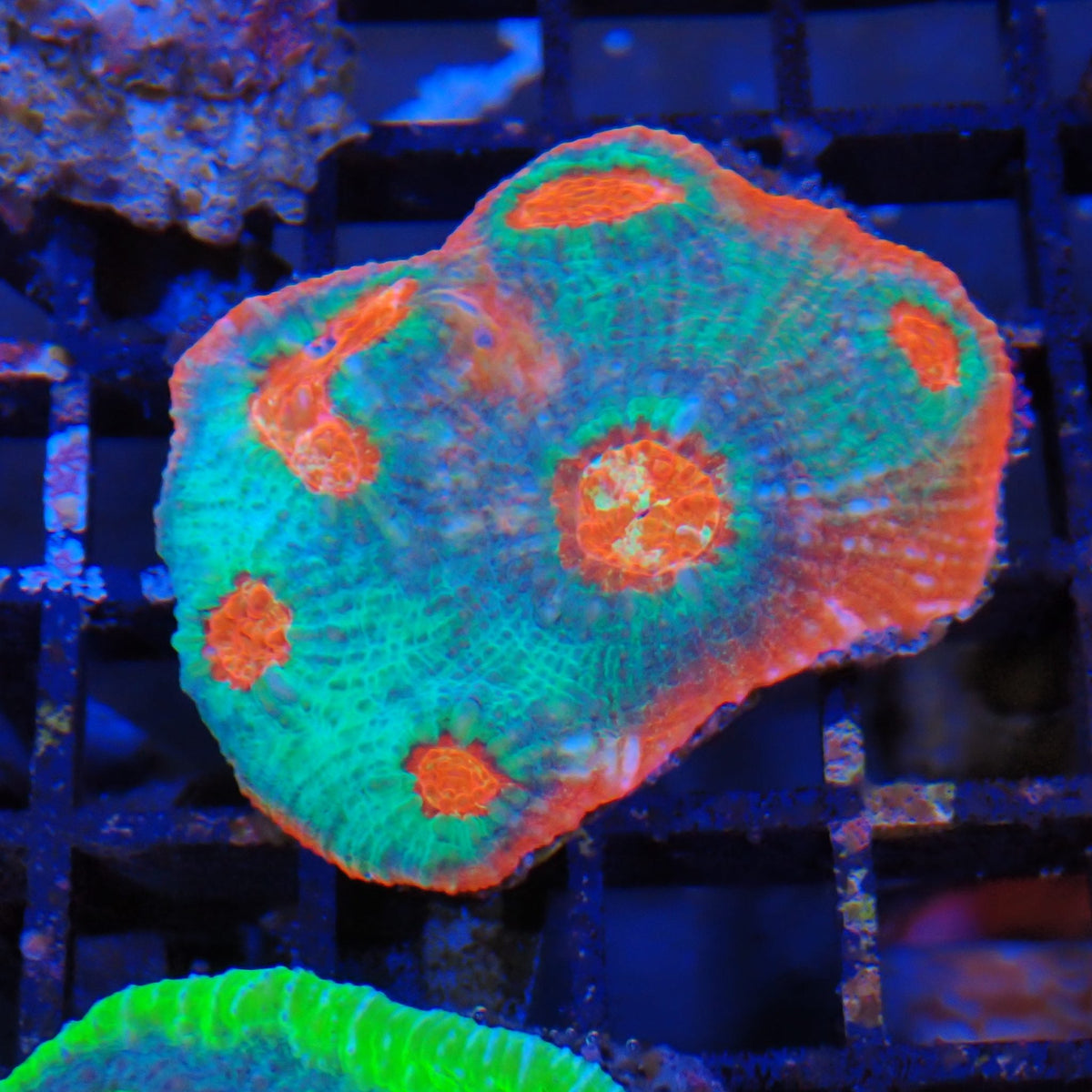 Chalice Coral AA012 | Echinophyllia aspera