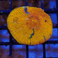 Chalice Coral AA013 | Echinophyllia aspera