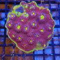 Chalice Coral AA014 | Echinophyllia aspera
