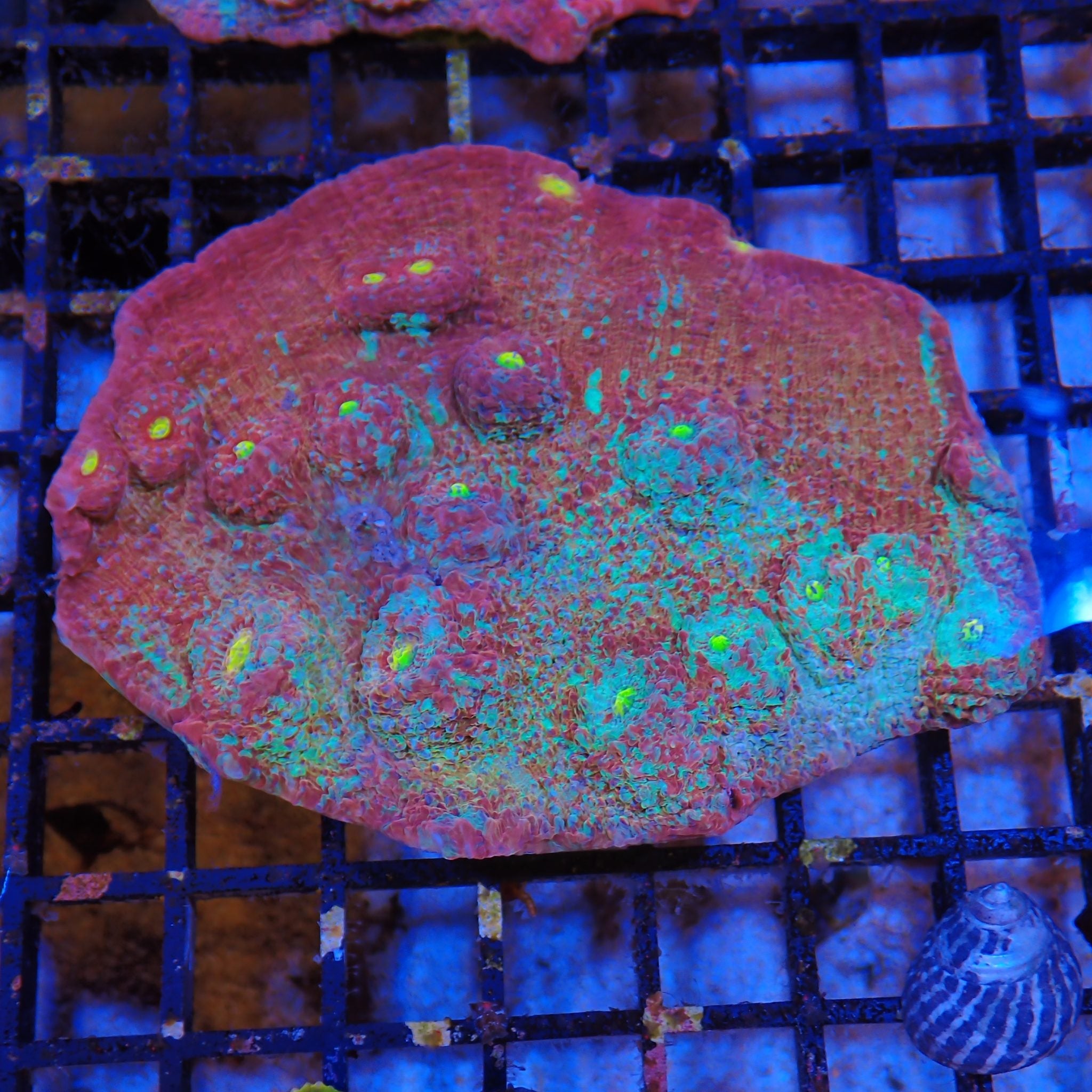 Chalice Coral AA015 | Echinophyllia aspera