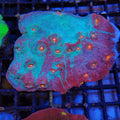 Chalice Coral AA016 | Echinophyllia aspera
