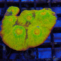 Chalice Coral AA017 | Echinophyllia aspera