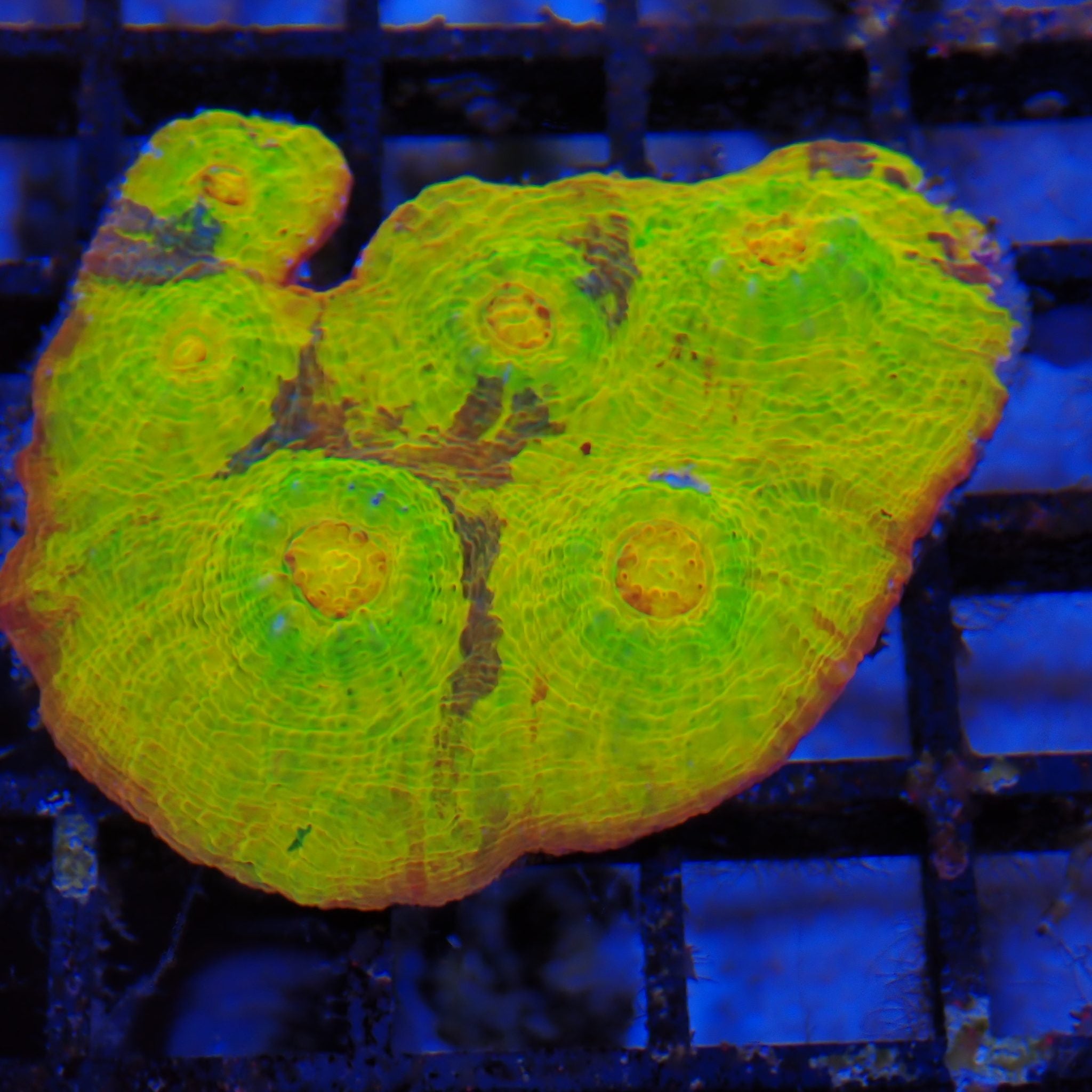 Chalice Coral AA017 | Echinophyllia aspera