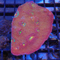 Chalice Coral AA018 | Echinophyllia aspera