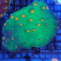 Chalice Coral AA019 | Echinophyllia aspera