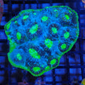 Chalice Coral AA020 | Echinophyllia aspera