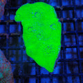 Chalice Coral AA021 | Echinophyllia aspera