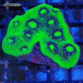 Chalice Coral AA022 | Echinophyllia aspera