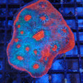 Chalice Coral AA023 | Echinophyllia aspera