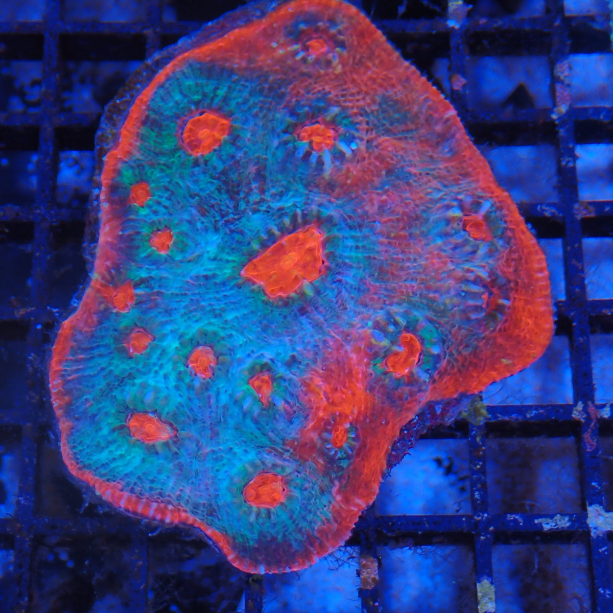 Chalice Coral AA023 | Echinophyllia aspera