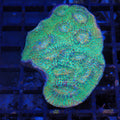 Chalice Coral AA024 | Echinophyllia aspera