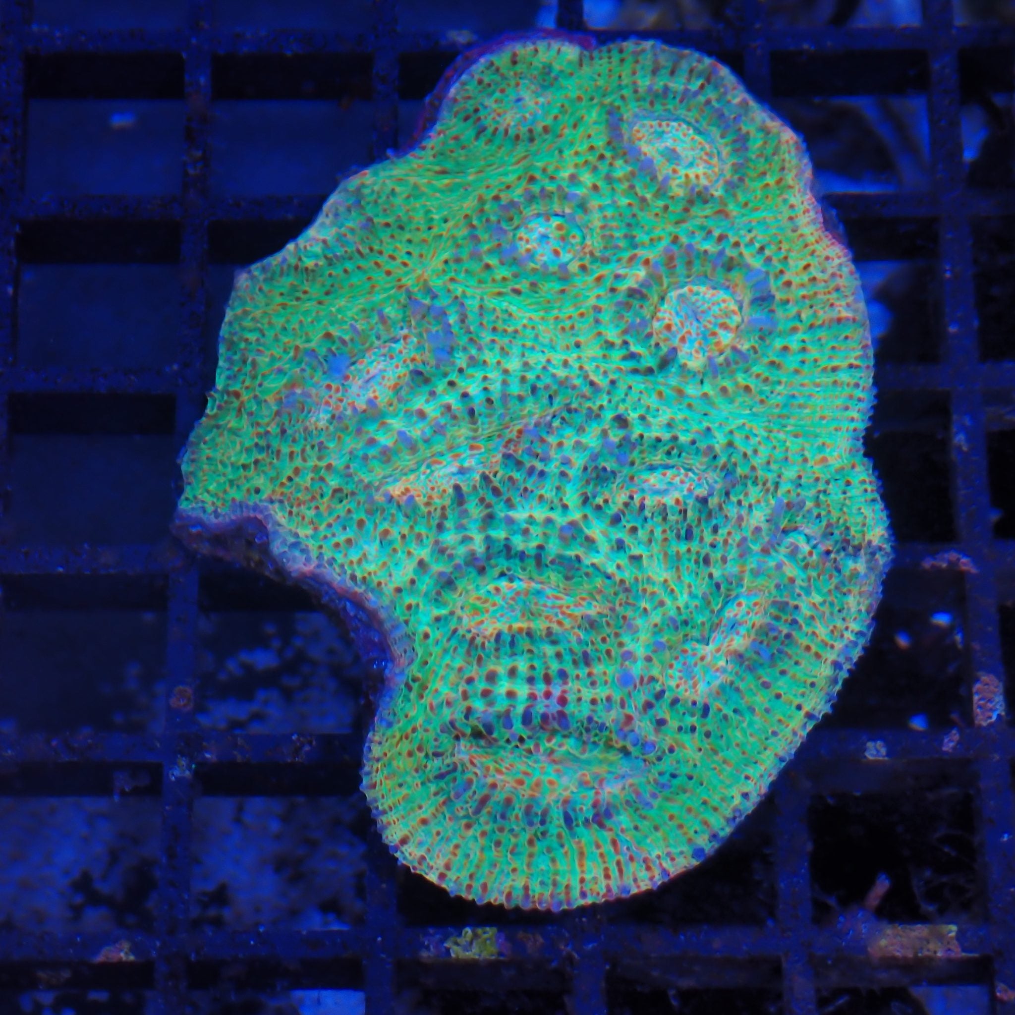 Chalice Coral AA024 | Echinophyllia aspera