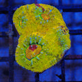 Chalice Coral AA025 | Echinophyllia aspera