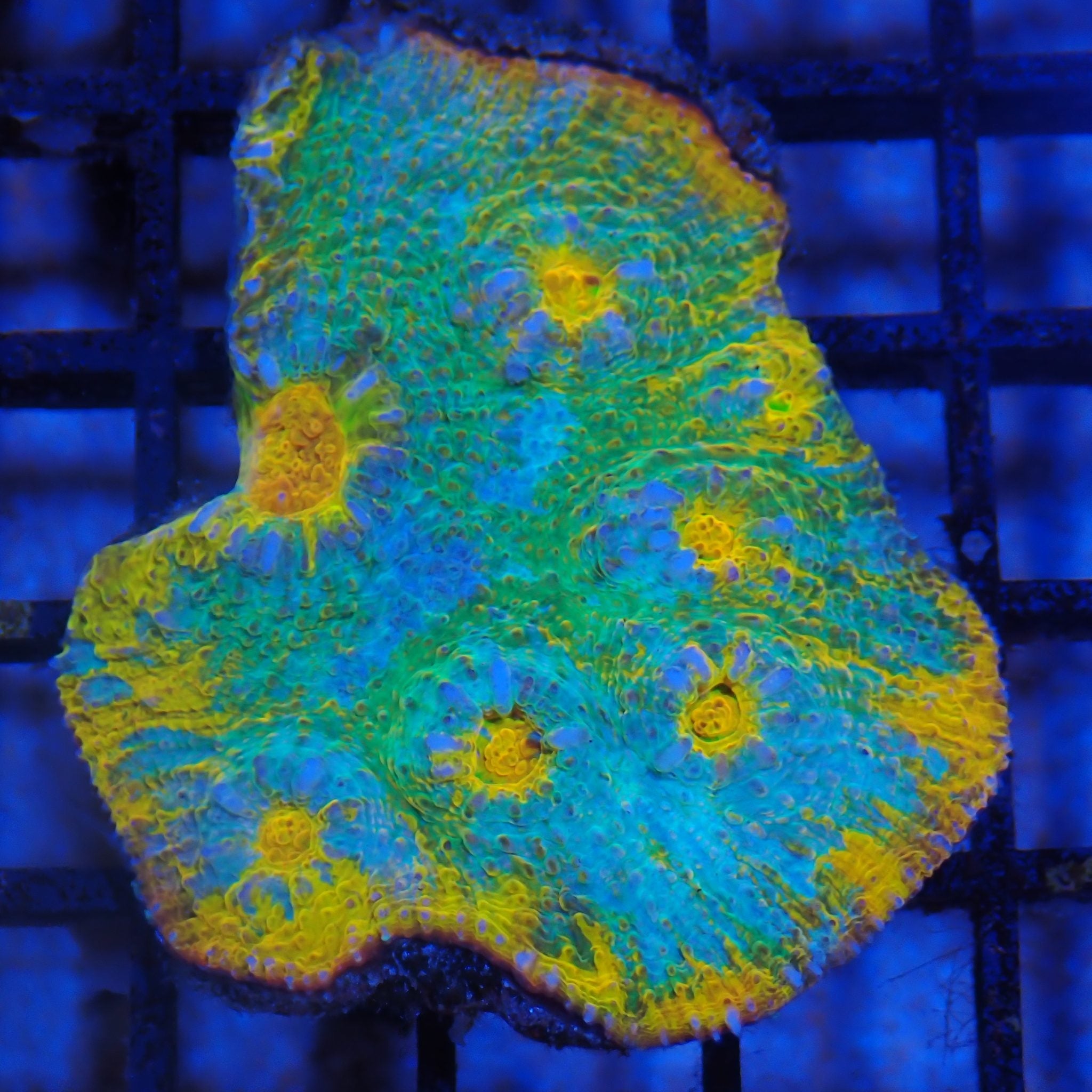 Chalice Coral AA026 | Echinophyllia aspera