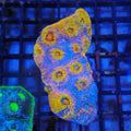 Chalice Coral AA027 | Echinophyllia aspera