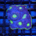 Chalice Coral AA028 | Echinophyllia aspera