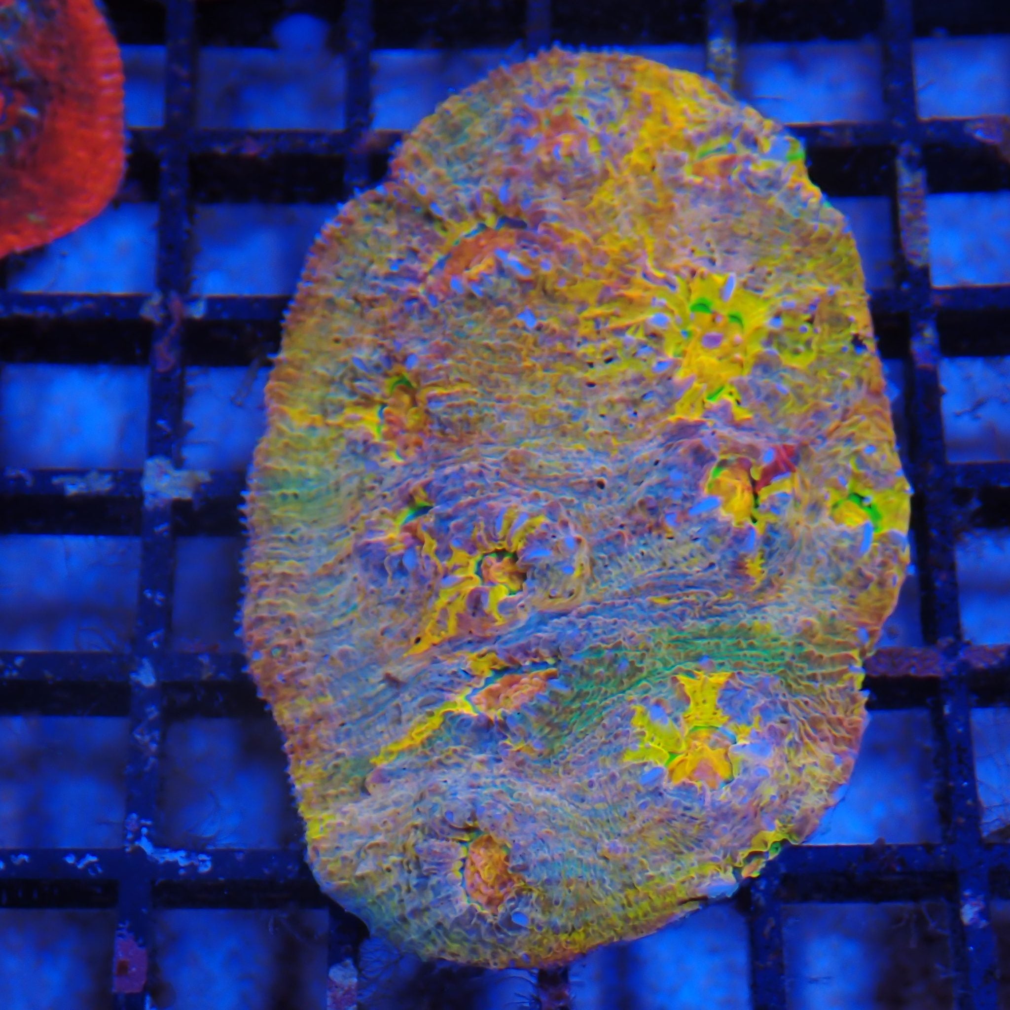 Chalice Coral AA029 | Echinophyllia aspera
