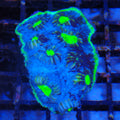 Chalice Coral AA030 | Echinophyllia aspera