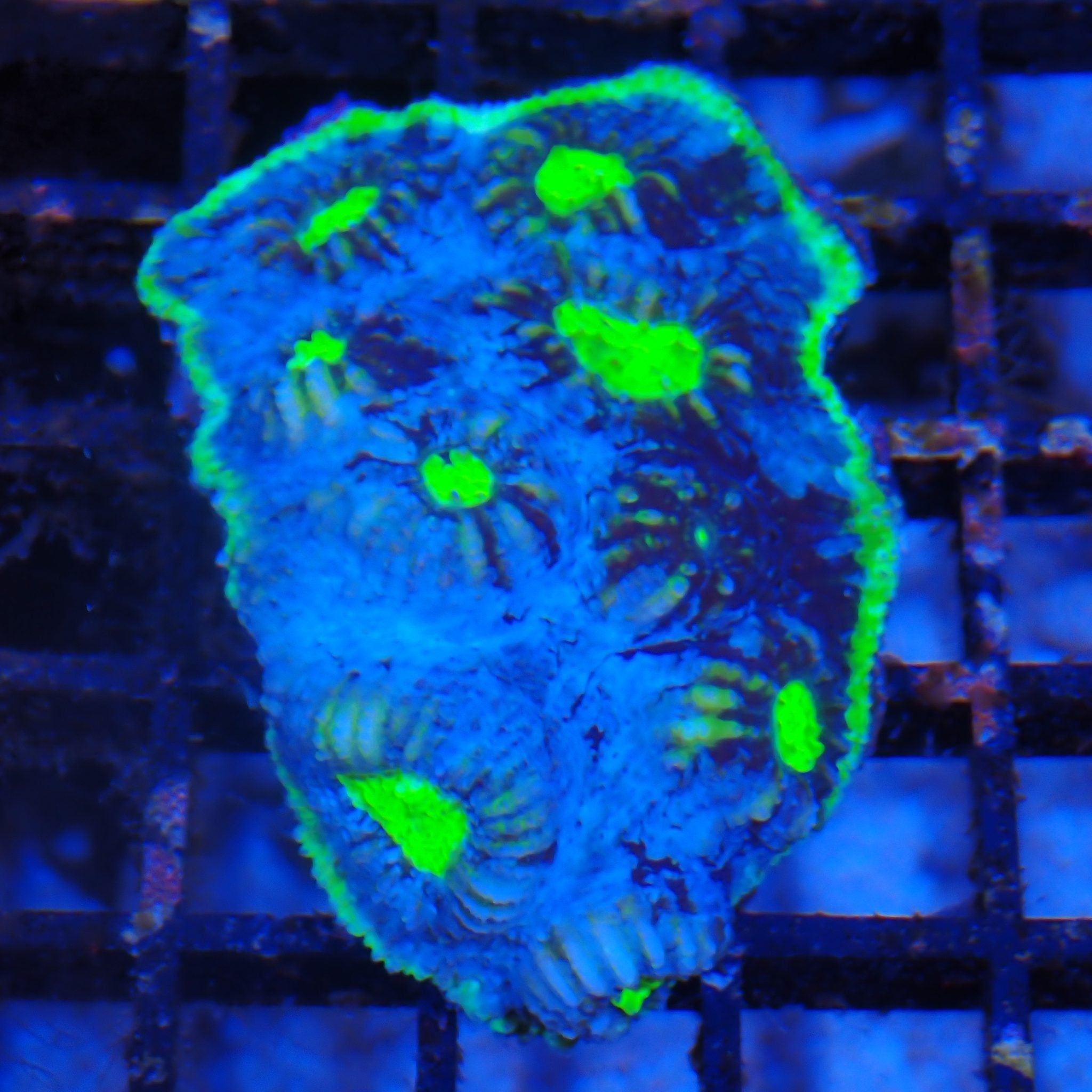 Chalice Coral AA030 | Echinophyllia aspera
