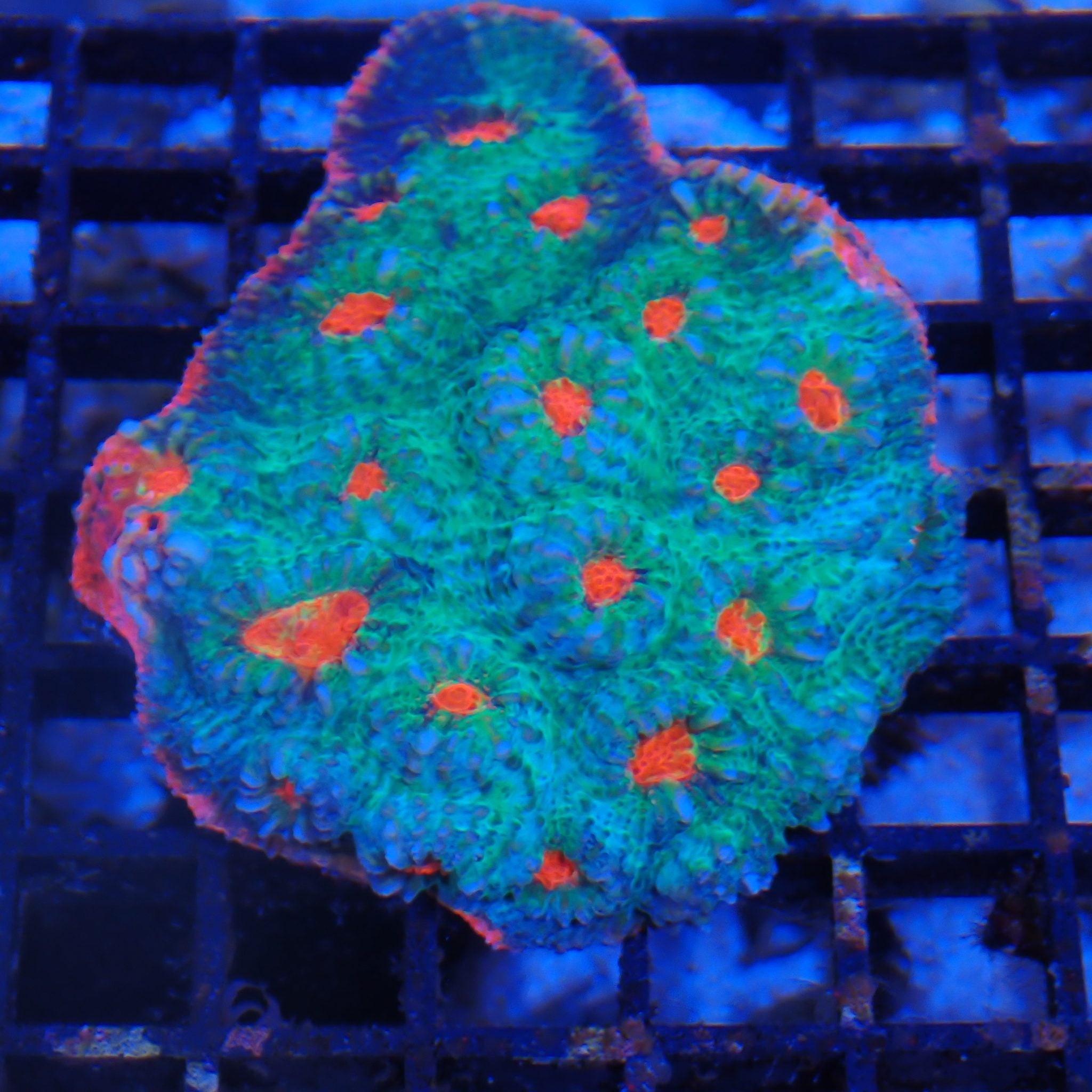 Chalice Coral AA031 | Echinophyllia aspera