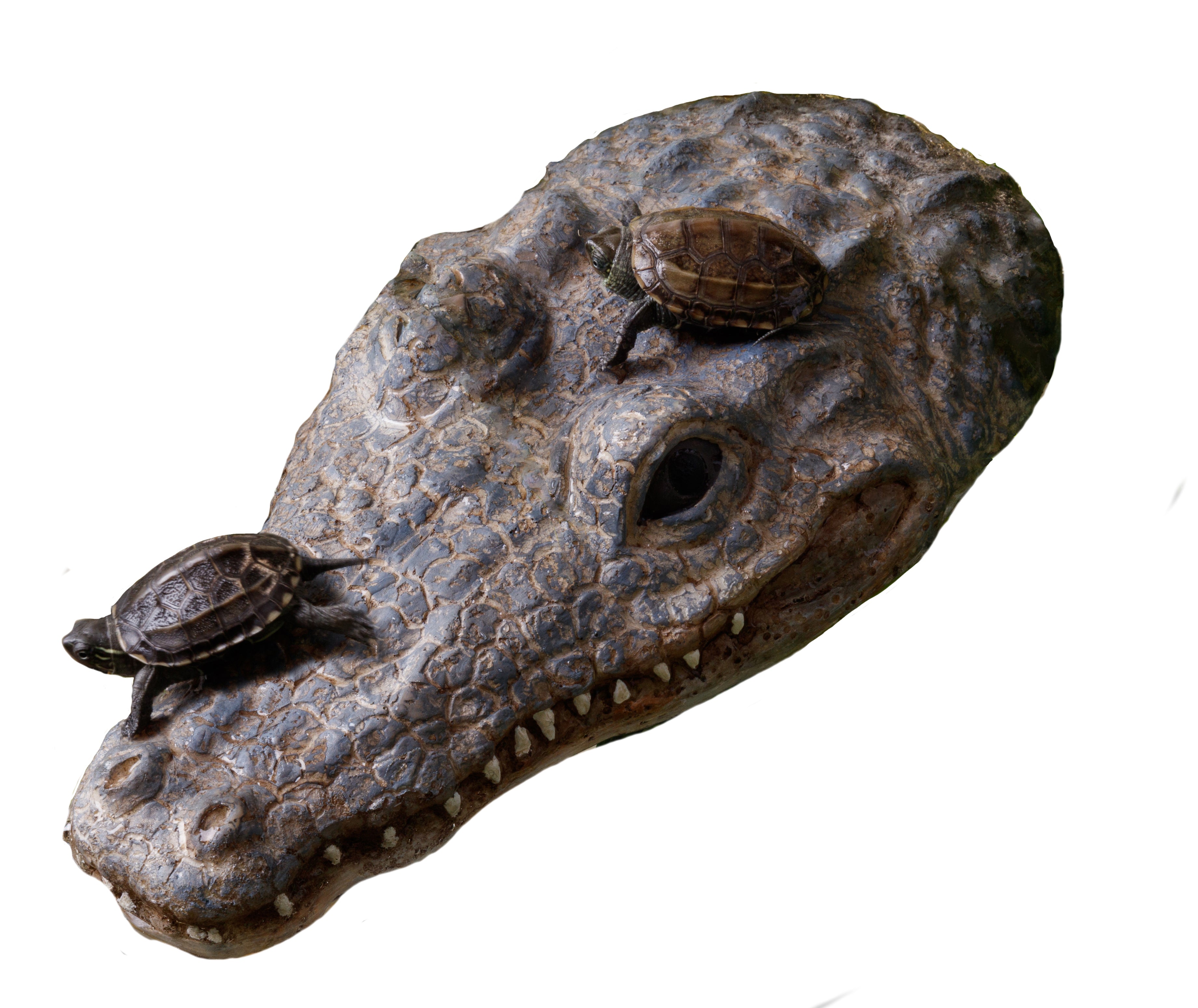Exo Terra CrocTurtle Island
