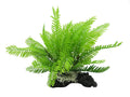 Filmy Fern M 28cm