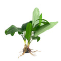 Broad Fern XL 50cm