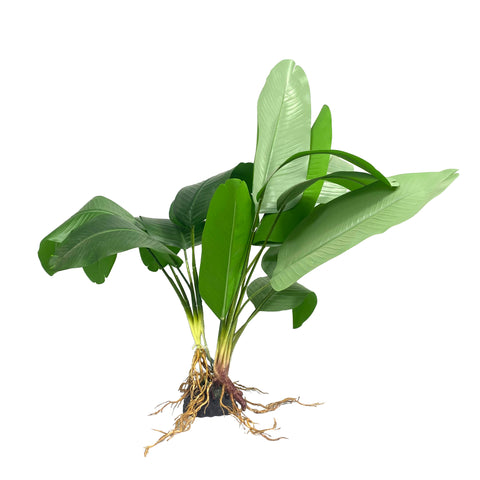 Broad Fern XL 50cm