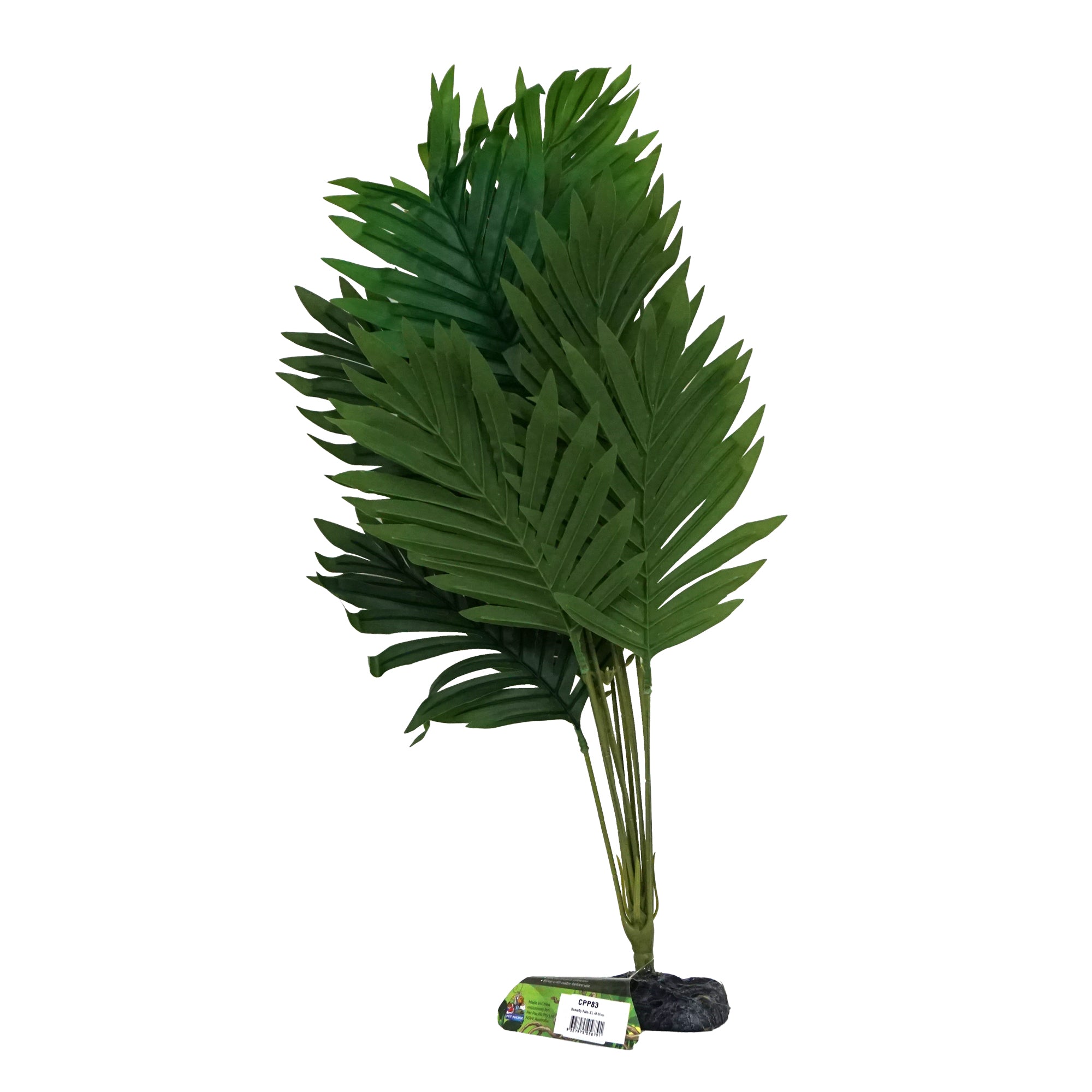 Butterfly Palm XL 45 - 50cm