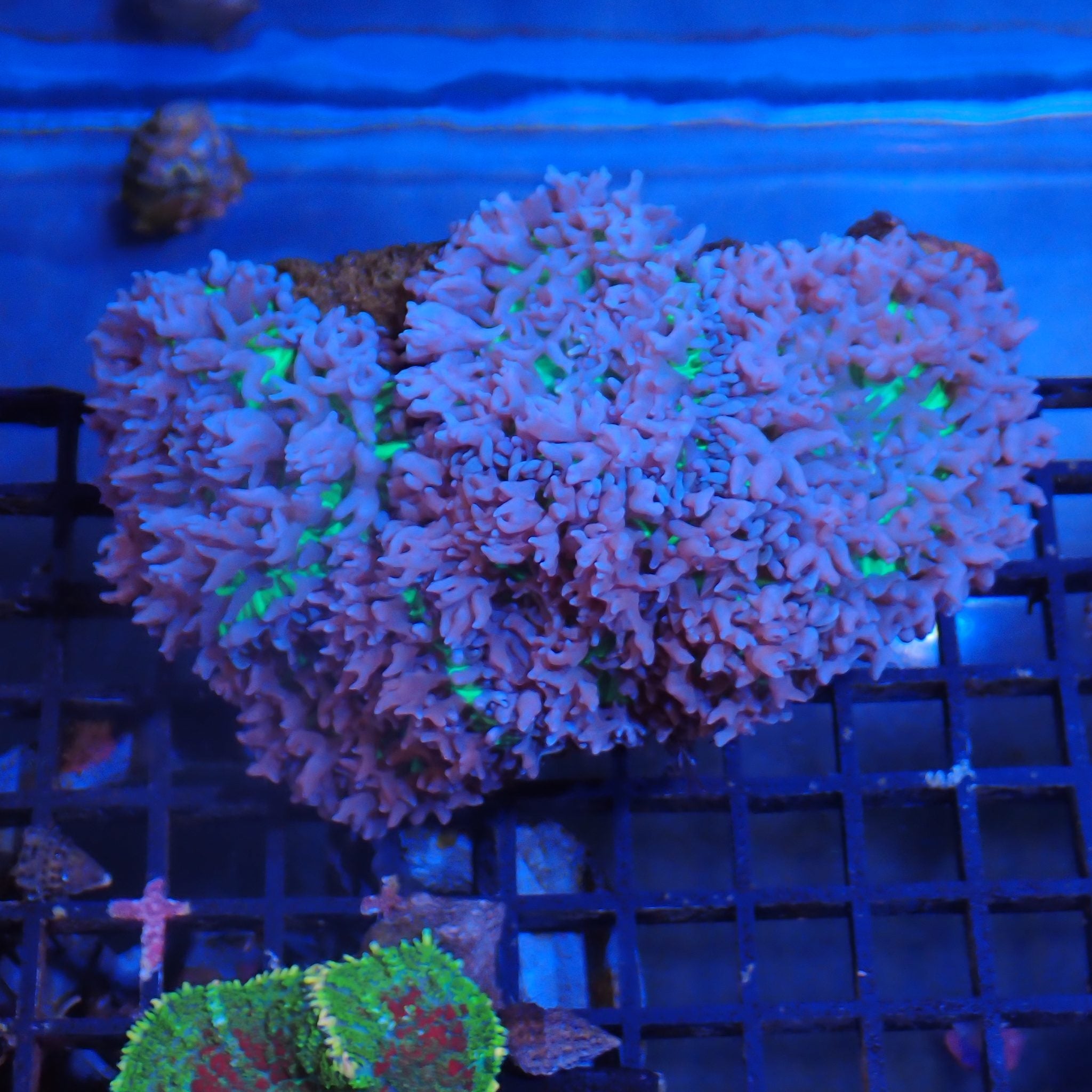 Corallimorphs Rock AA008 | Ricordea / Rhodactis sp.