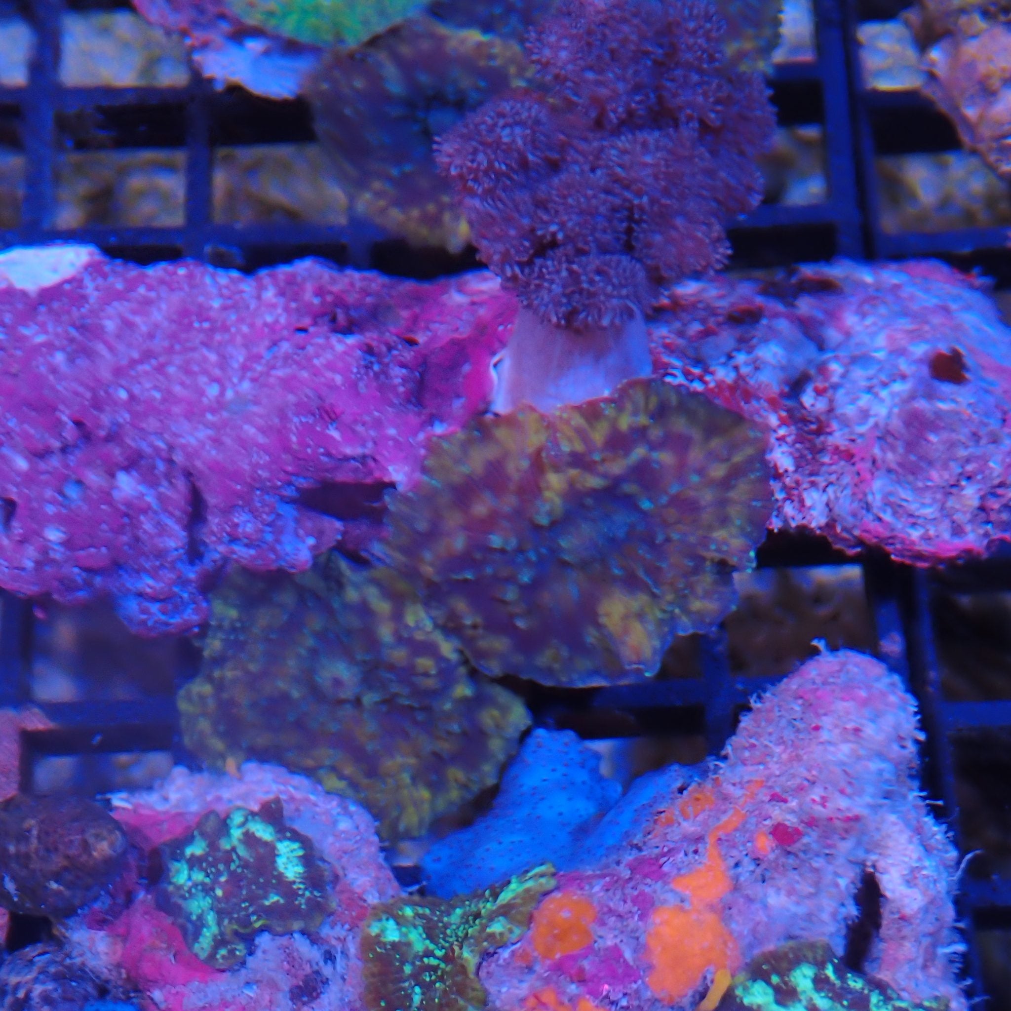 Corallimorphs Rock AA009 | Ricordea / Rhodactis sp.
