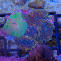 Corallimorphs Rock AA010 | Ricordea / Rhodactis sp.