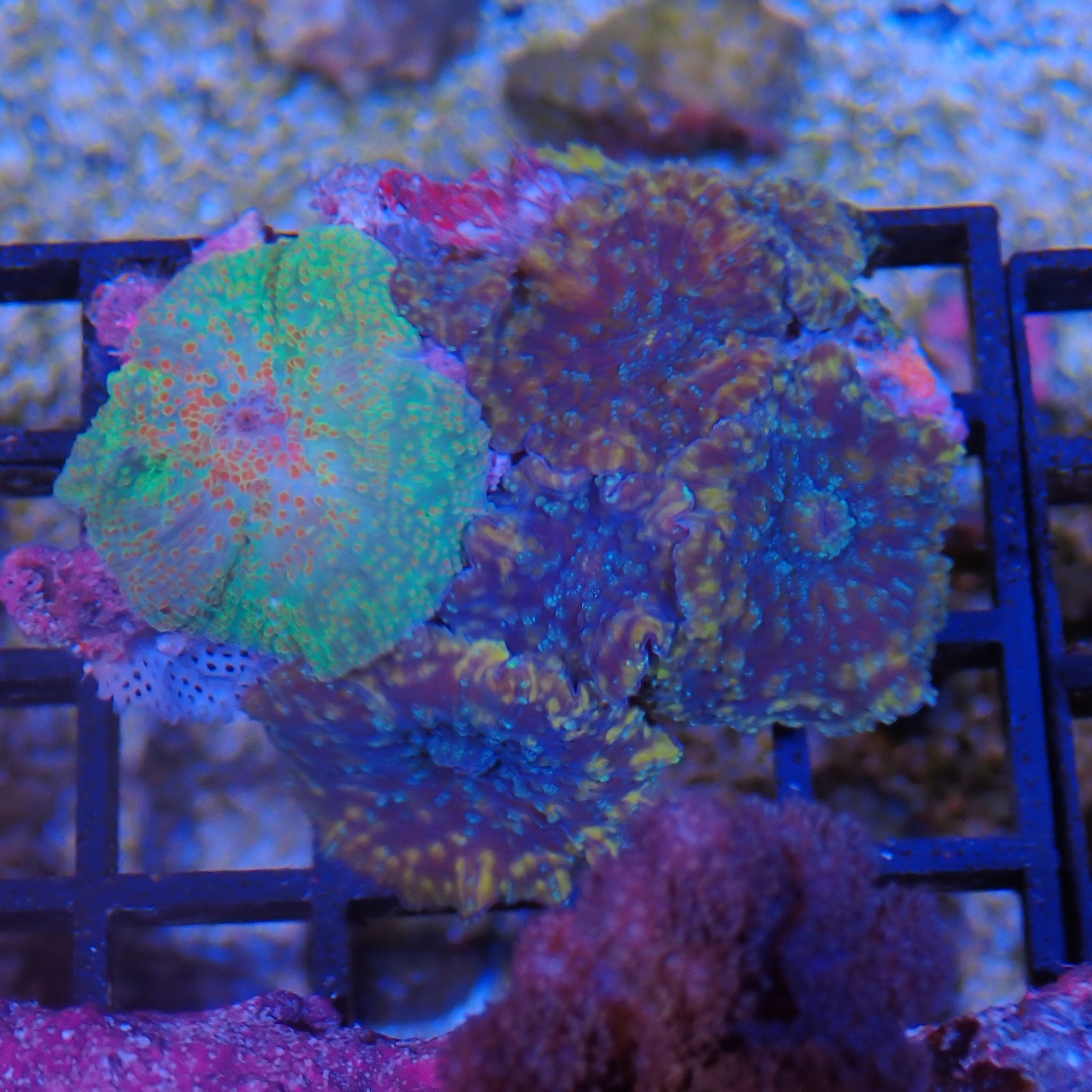 Corallimorphs Rock AA010 | Ricordea / Rhodactis sp.