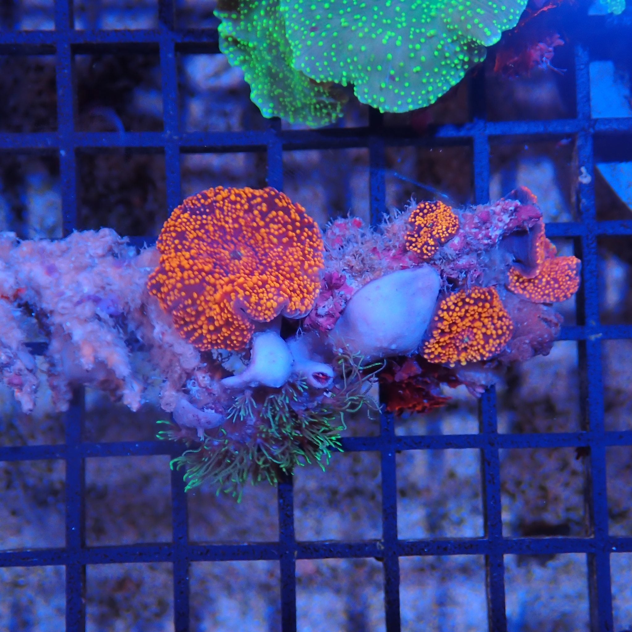 Corallimorphs Rock AA011 | Ricordea / Rhodactis sp.