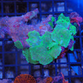 Corallimorphs Rock AA012 | Ricordea / Rhodactis sp.