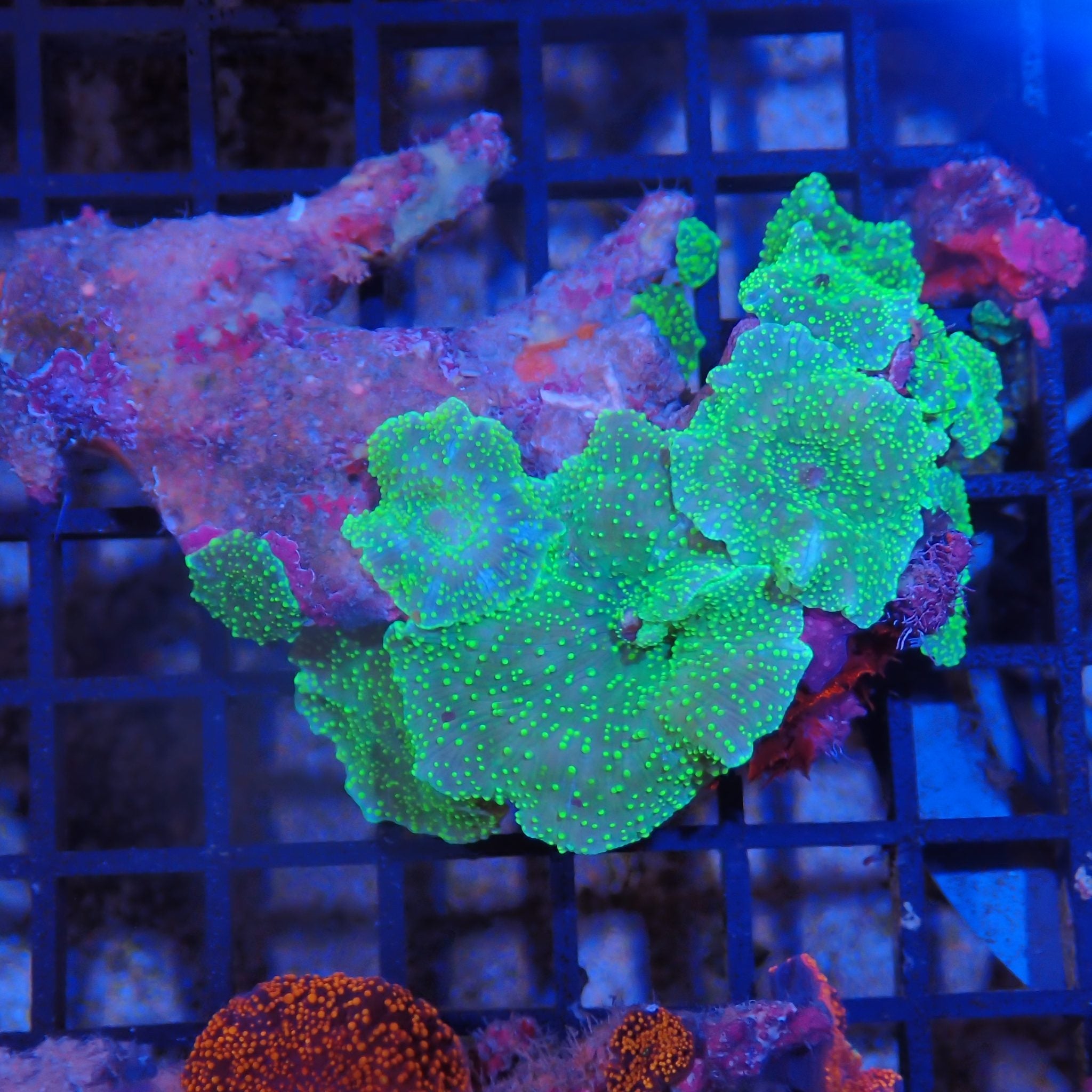 Corallimorphs Rock AA012 | Ricordea / Rhodactis sp.