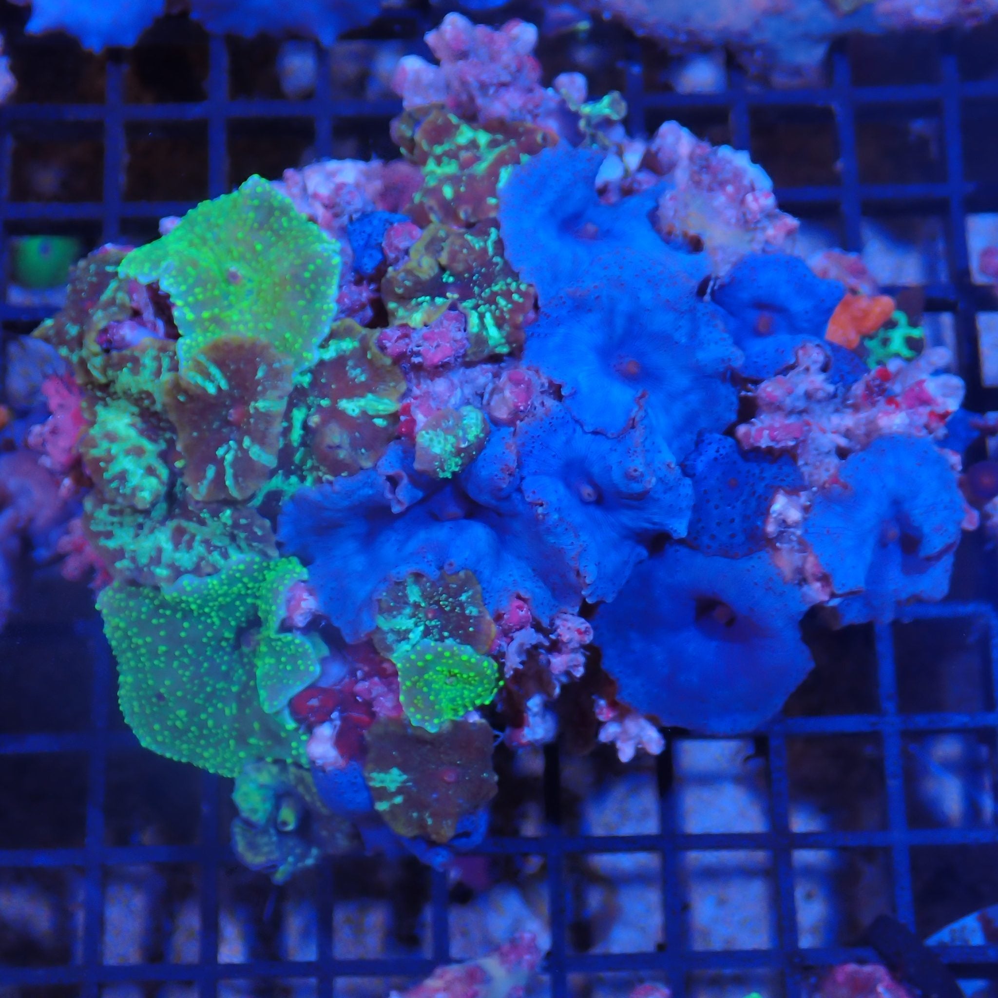 Corallimorphs Rock AA013 | Ricordea / Rhodactis sp.