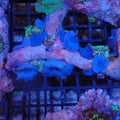 Corallimorphs Rock AA014 | Ricordea / Rhodactis sp.