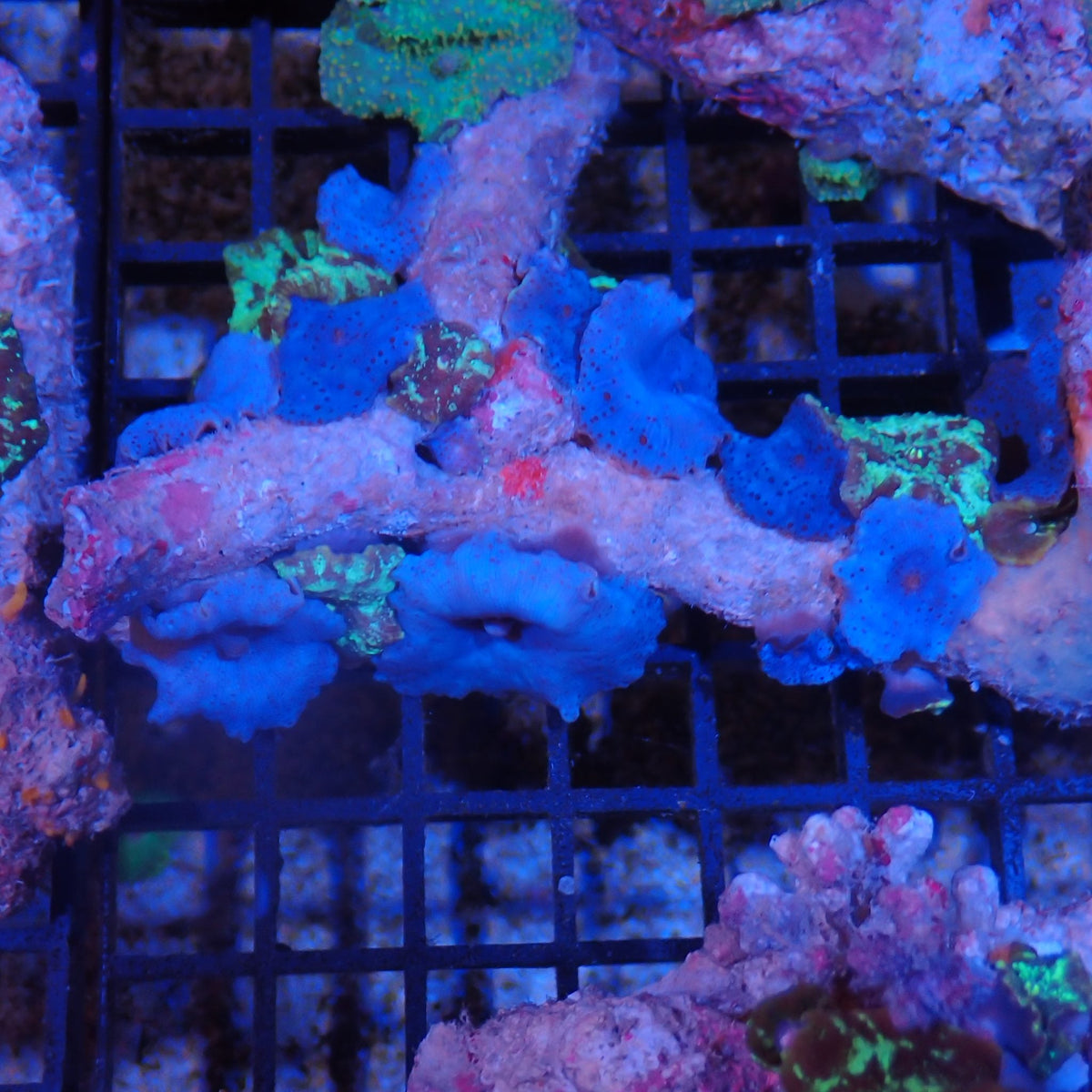 Corallimorphs Rock AA014 | Ricordea / Rhodactis sp.