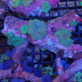 Corallimorphs Rock AA015 | Ricordea / Rhodactis sp.